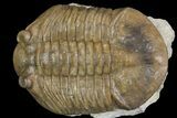 Asaphus Latus Trilobite With Exposed Hypostome - Russia #165446-1